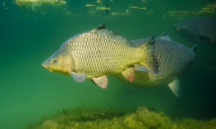 Carpes dorées nageant en eau claire