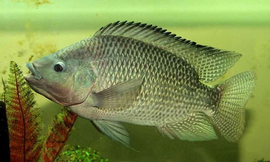 Tilapia vivant dans l'eau, écailles argentées